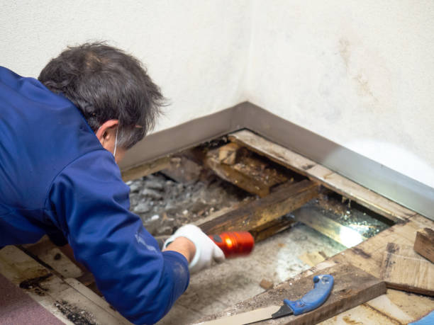 Best Residential Mold Removal  in Fayette, IA