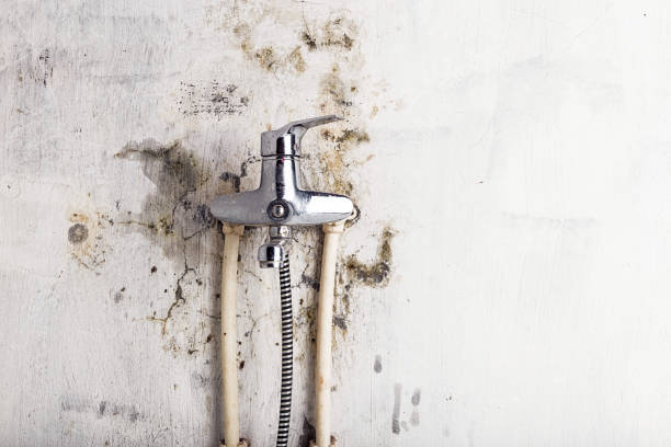 Best Mold Removal Company Near Me  in Fayette, IA