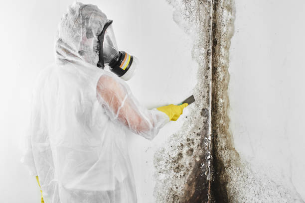 Best Professional Mold Removal  in Fayette, IA
