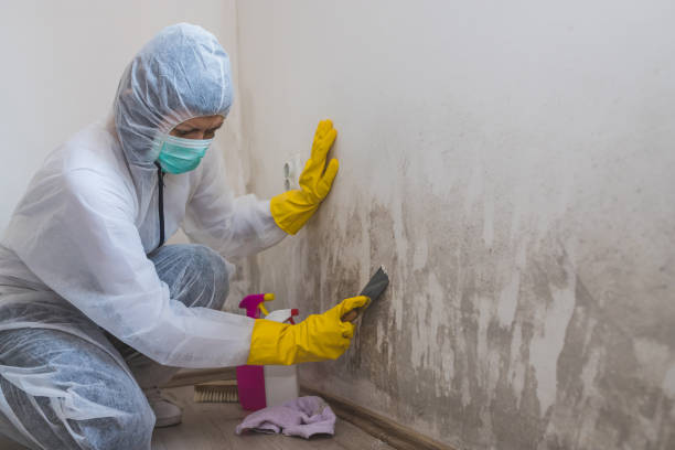 Best Attic Mold Removal  in Fayette, IA