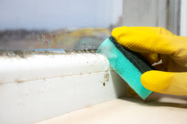 Best Mold Removal Process  in Fayette, IA