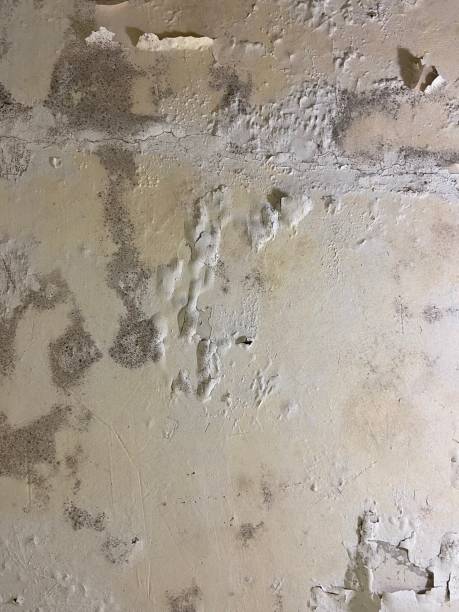 Best Mold Cleaning Services  in Fayette, IA