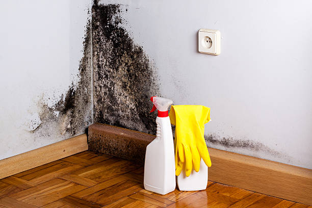 Best Mold Removal Near Me  in Fayette, IA