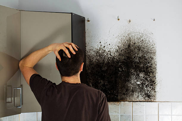 Best Mold Damage Repair  in Fayette, IA