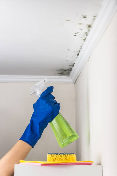 Best Mold Testing  in Fayette, IA